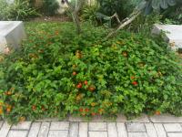 Ideal Place at Buxton Point Mombasa - B&B