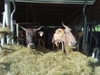 Maso Torbiera- Rural and Mountain lodging - B&B