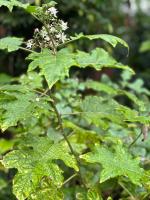 NiTi house - Ferienwohnung Waeng