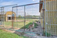 Exotic Animal Farm Stay in Illinois Tour, Explore - B&B Kampsville