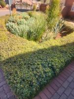 Blue Button - B&B Pretoria