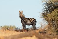 Jansen Kalahari Guest Farm - B&B Hoachanas