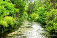 White Hill Shepherd's Hut - B&B Kent