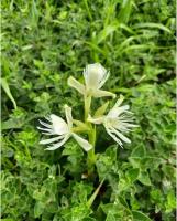 Happy Cottages - B&B Velas