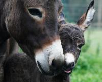 Vakantie Appartement De Sneppelhoeve - B&B Wuustwezel