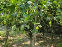 Bilocale Il Nido - Bed and Breakfast