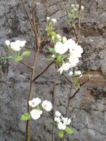 Apartment With Garden - B&B Lucca