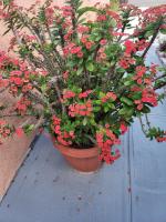 FENTOURS Apartment Rental - B&B