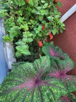 FENTOURS Apartment Rental - Bed and Breakfast Montego Bay