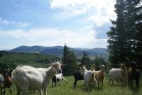 Studio 2 personnes au calme dans le Pilat - B&B Les Haies