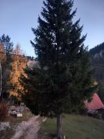 Dorabella - B&B Jahorina