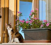 Villa Mare Giuggiola - B&B