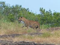 Private Organic House - B&B Udawalawa