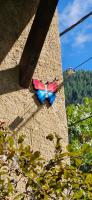 Papillon 05 - B&B Briançon