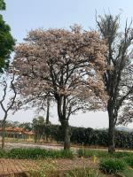 Morada da Mantiqueira - B&B Piracaia