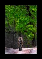 Tala Camp - B&B Tāla