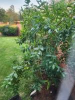 Olympia - Ferienwohnung Pretoria