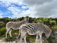 Wildlife & Ocean Retreat - B&B