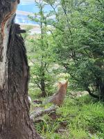 El Al Patagonia - B&B Puerto Natales