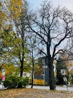 The Wooden House, Spacious, garden, new and modern - B&B Oslo