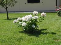 Agriturismo Severini - B&B