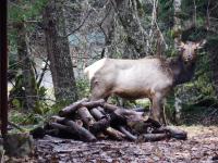 Chalet-style cabin near Mt. Rainier and Crystal - B&B Enumclaw