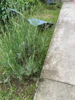 Apartman MILI - Bed and Breakfast Požarevac