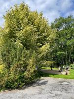 Woodland Cottage - Bed and Breakfast Galway