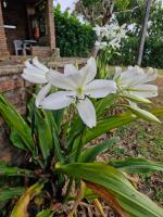 Solar de Bonito Casa Caju - Chambres d’hôtes Bonito