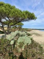 Villa Cice, con giardino - B&B Budoni