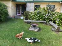 Bush Retreat Farm Stay 2 BR Guest Suite - B&B Gelliondale