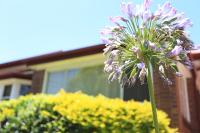 Sydney, Bexley North holiday home 3bedrooms, free parking, close to Train station and CBD - Chambres d'hôtes Sydney