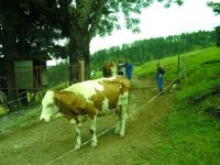 Pfandlhof - B&B Walchsee