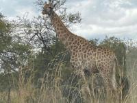 Zebula Golf and Wildlife Estate - Open Plains Pax 10 - Moi Signature Luxury villa - Chambres d'hôtes Mapella