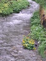 MountainSpring - B&B