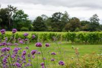 Hop Cottage Coddington Vineyard - B&B Ledbury