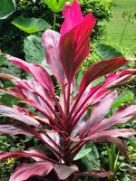 Maksooru spring Lodge - B&B Tengero