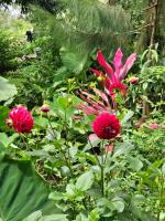 Maksooru spring Lodge - B&B Tengero