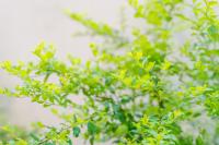 BiLin - Bed and Breakfast Sjanghai