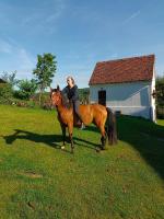 Pferdehof in der Oststeiermark - B&B Elxenbach