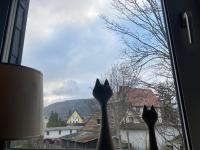 Ferienwohnung Harzgebirge - Ferienwohnung