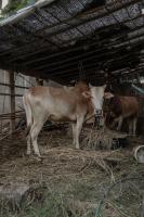 Baantonmai Farmstay - Ferienwohnung Ban Mai Ngae