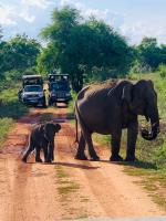 Mayka's luxury holiday homes and Safari Thanamalwila - Chambres d’hôtes Tanamalwila