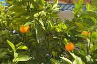 Farah Apartment - B&B Mostar