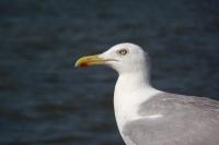 Reiterhof Gründeich - B&B Holtgast