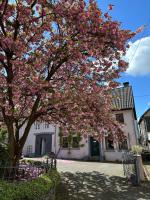 FeWo Kirschblüte - Ferienwohnung Brauneberg