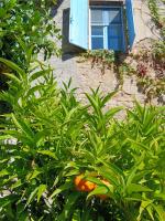 Gite Les Volets Bleus du Segur - B&B