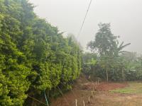 Greenspun homestay - B&B