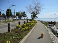 Davis Bay Bed & Breakfast - B&B Sechelt