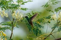 Rio Celeste Birds Garden Apartment con Aire Acondicionado Comodidad en un Entorno Natural 1 - B&B Upala